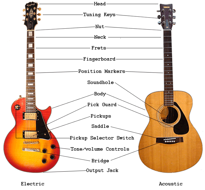 Electric and Acoustic Guitar Parts Anatomy