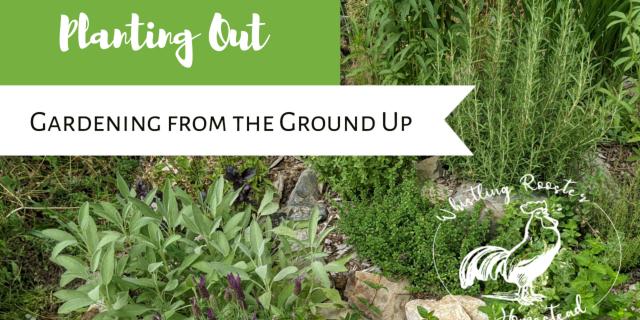 Grow Your Own: Planting Out (Part VI of XIII) - STEM Class