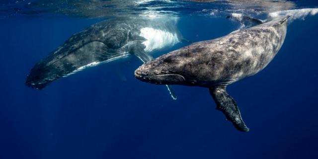 Learn English with Fun YouTube Videos! Two Beautiful Humpback Whales Dance - English (ESL) Class