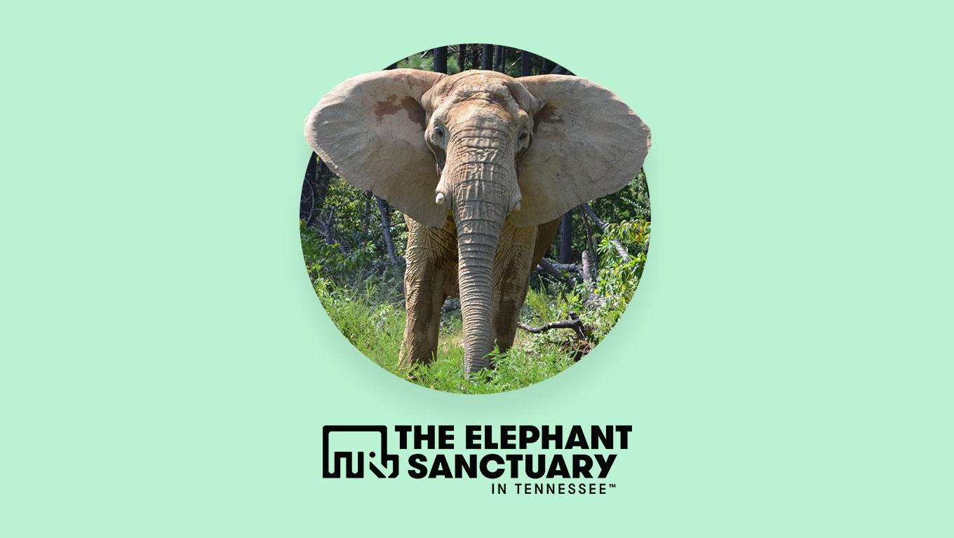 Photo of an elephant above logo for The Elephant Sanctuary in Tennessee