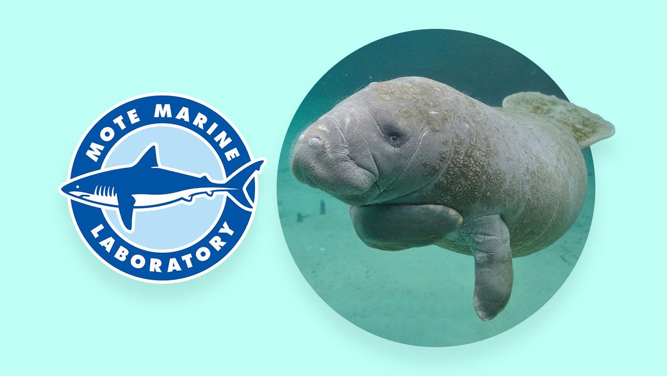 Underwater photo of a manatee alongside the Mote Marine Laboratory logo 