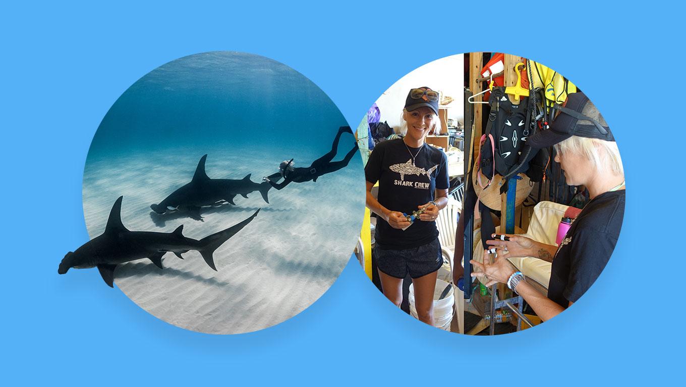 Photo of a diver underwater with two sharks alongside a photo of two shark scientists