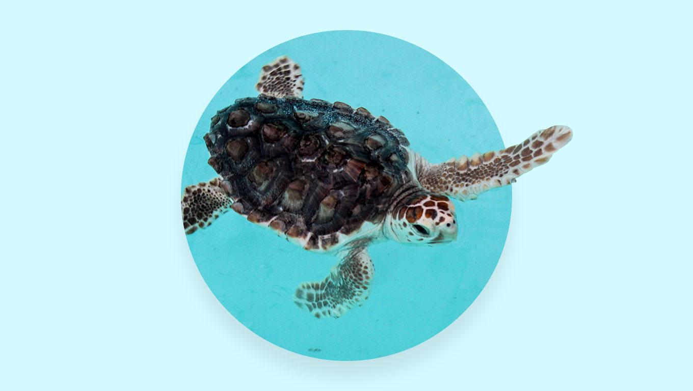 Photo of a sea turtle swimming underwater