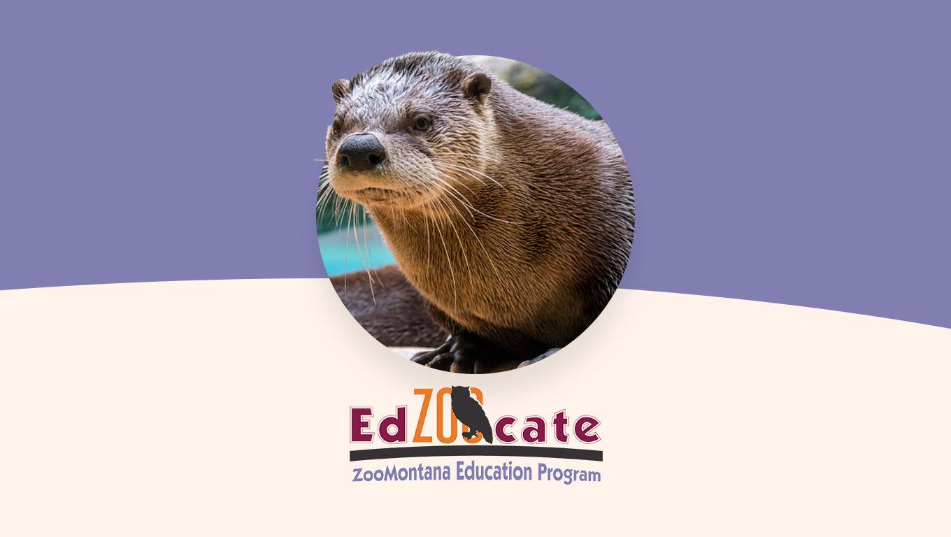 Photo of a river otter alongside EdZOOcate ZooMontana Education Program logo