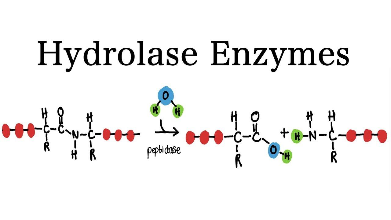 What Are Hydrolase Enzymes?