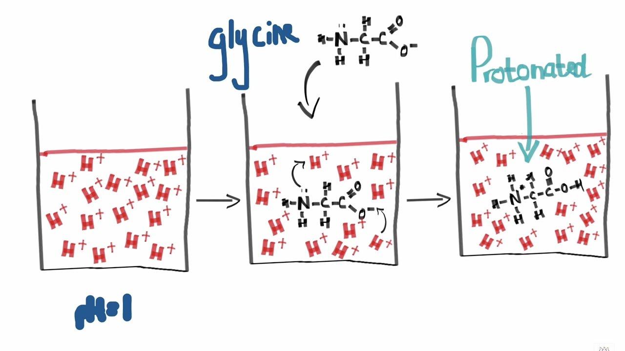 How Do Amino Acids Behave in Acidic, Basic, and Neutral Conditions?