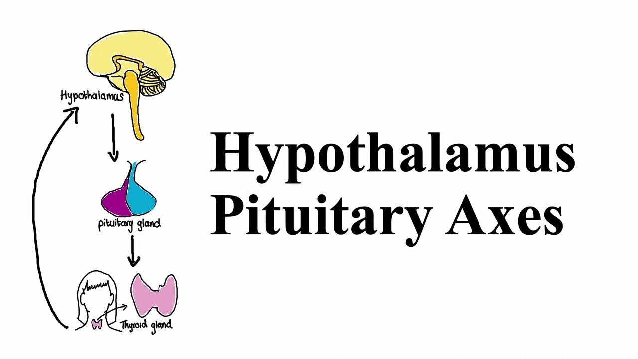 What Is the Hypothalamus Pituitary Axis System?