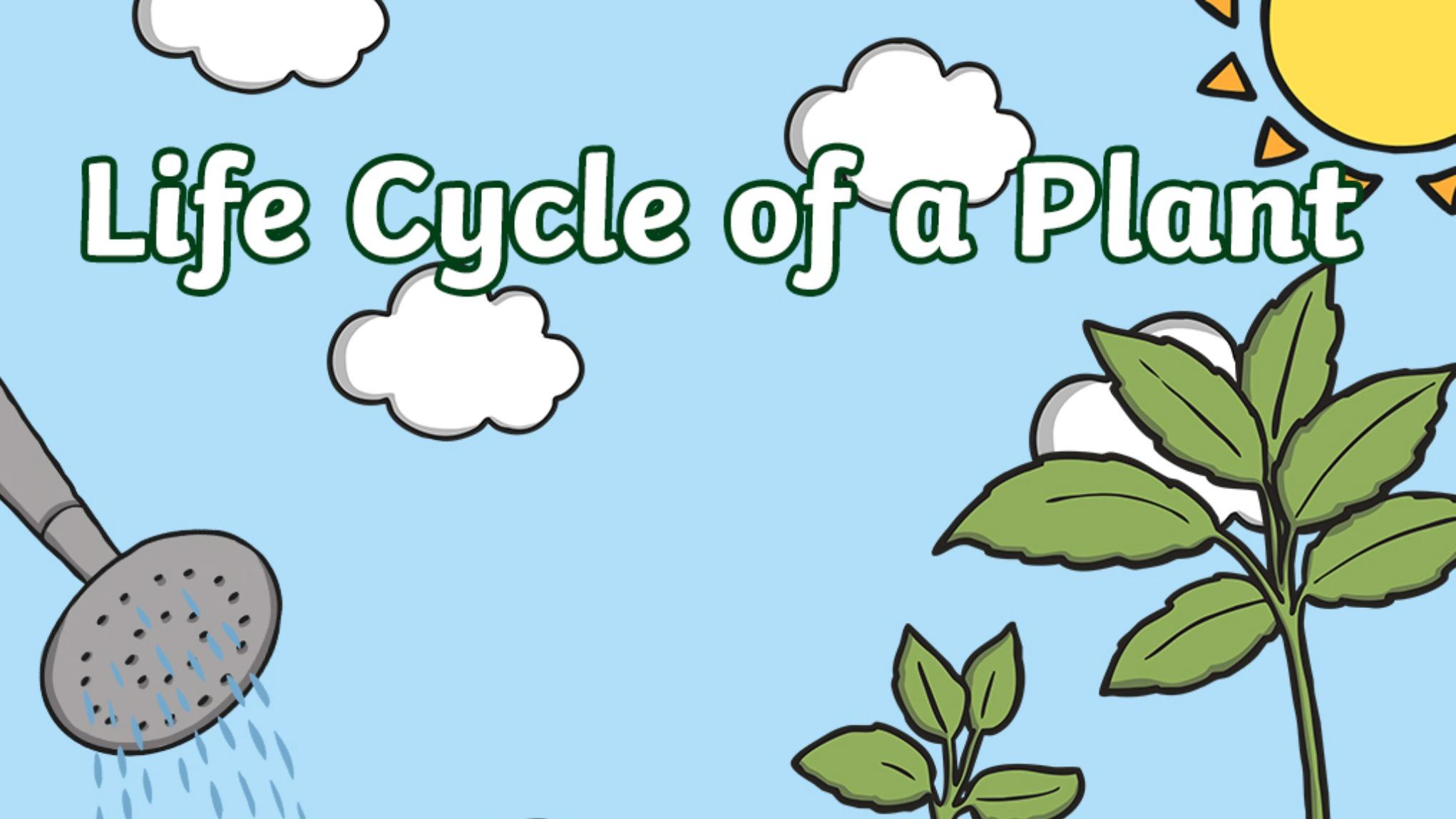 Life Cycle of a Plant