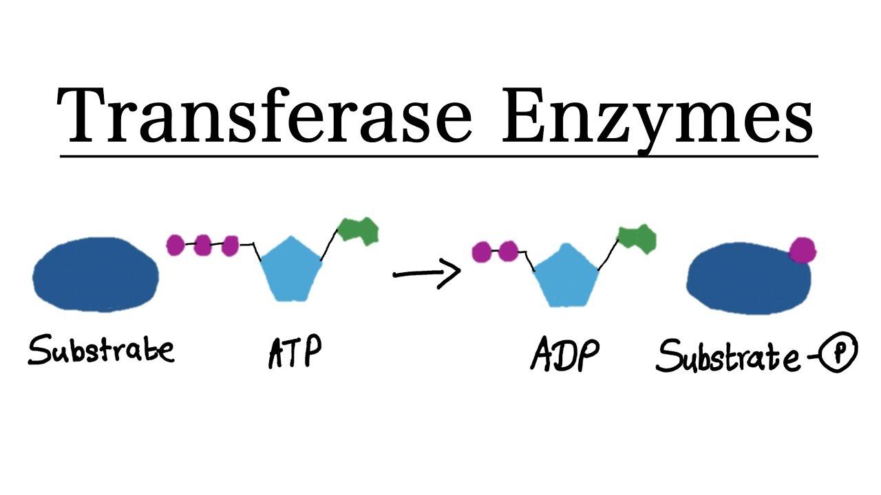 What Are Transferase Enzymes?