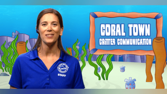 Coral Town - Module 4 - Critter Communication