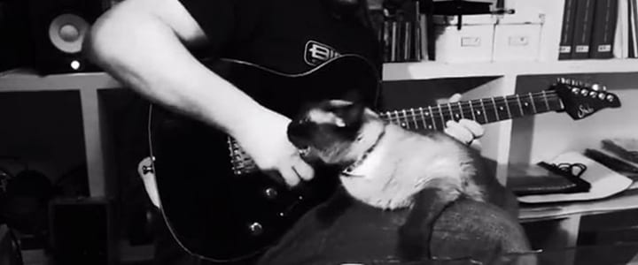Cat Does Not Care About Guitar Shredding, Prefers Shredding With Claws