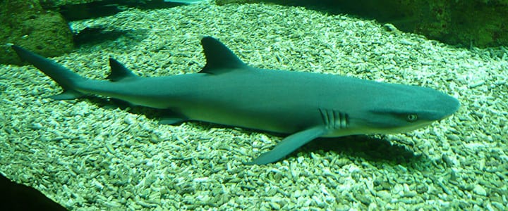 whitetip-shark-586792_1280