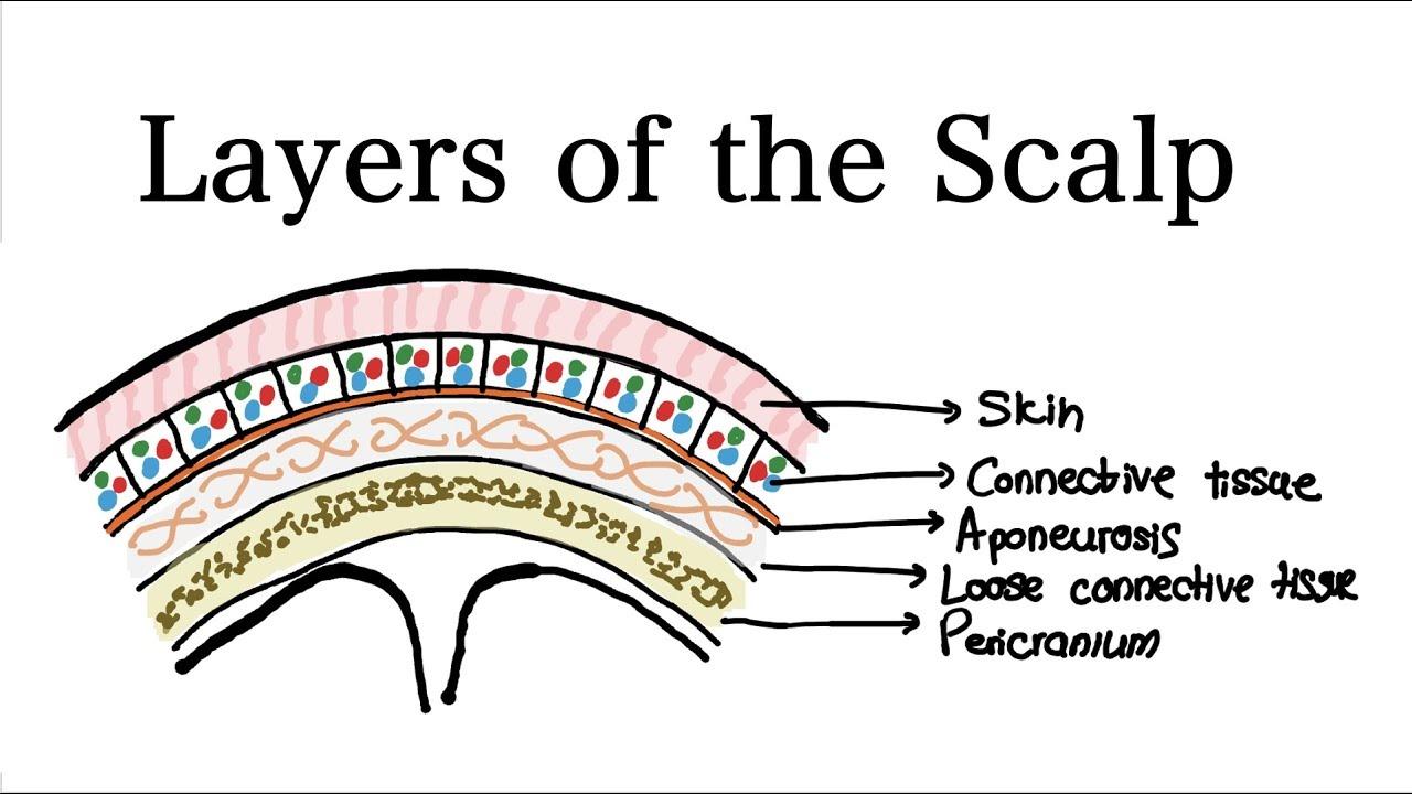 The Layers of the Scalp