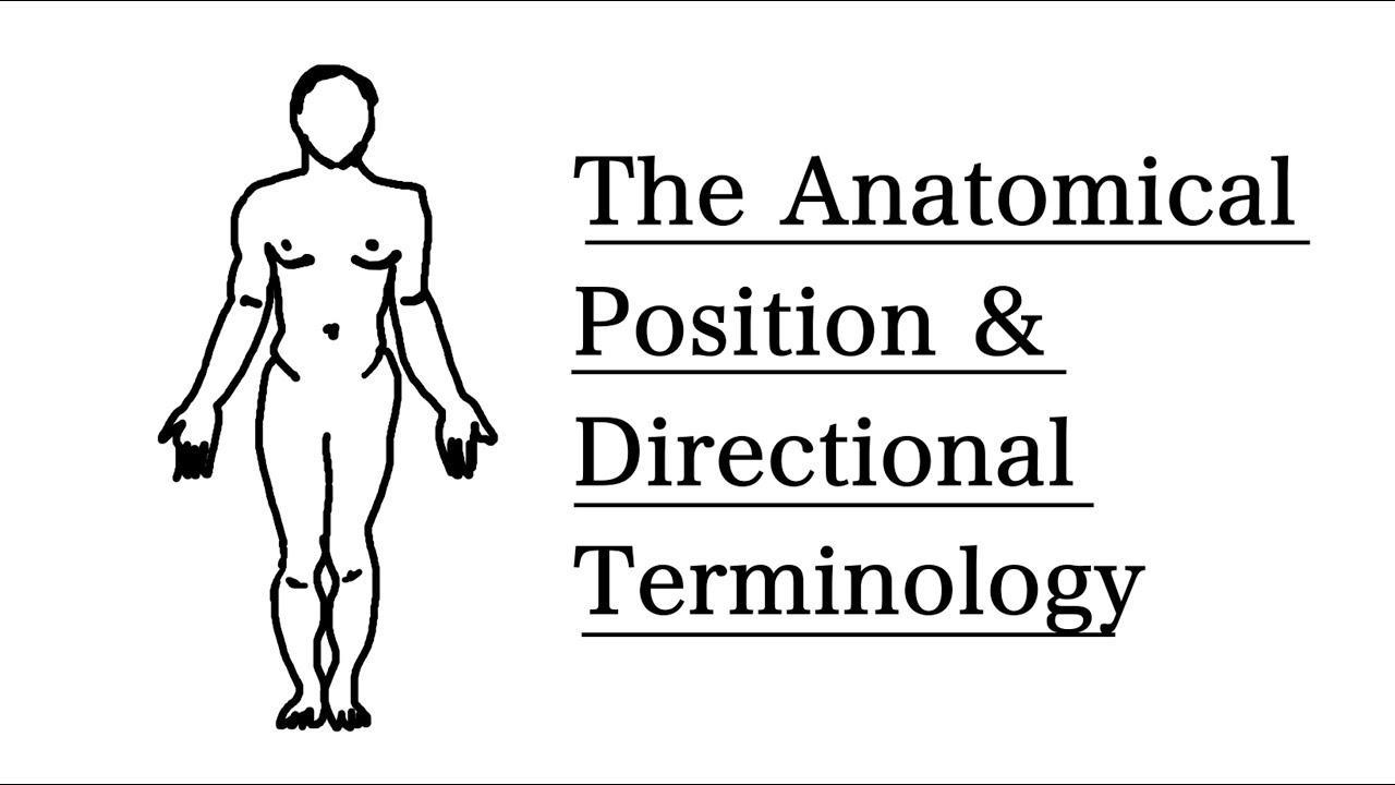 The Anatomical Position and Directional Terminology