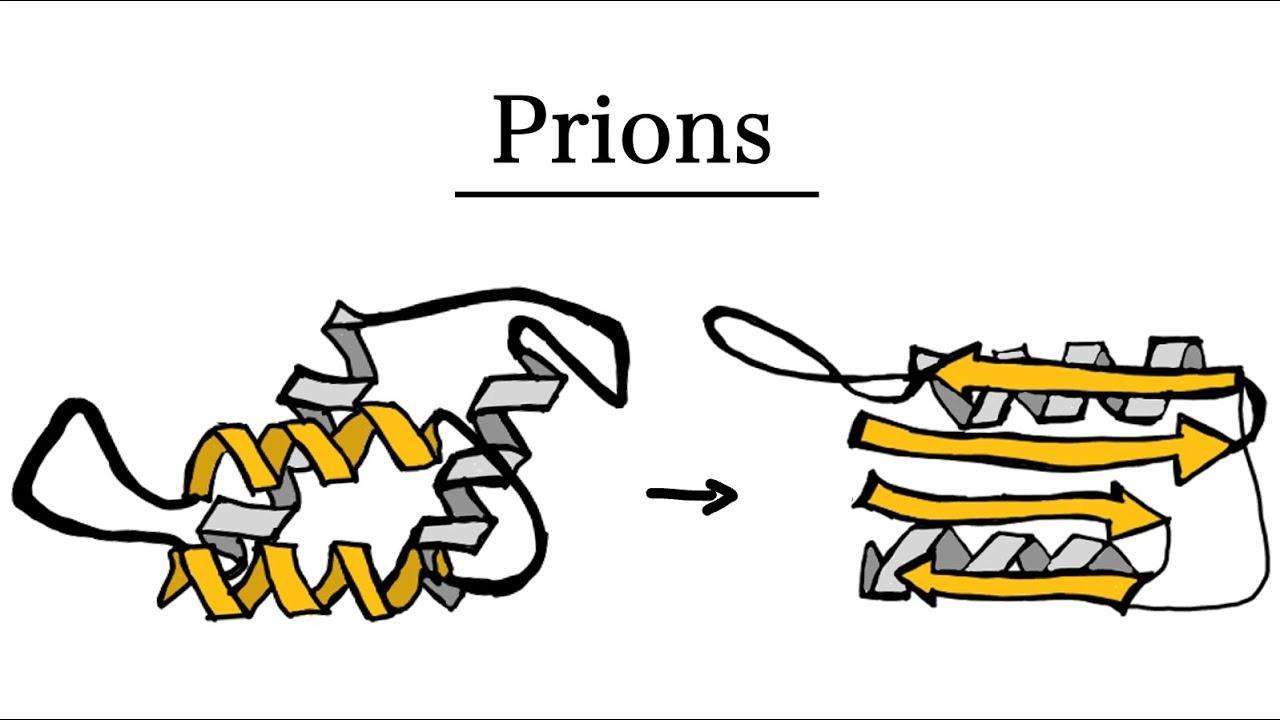 What Are Prions?